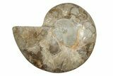 Choffaticeras (Daisy Flower) Ammonite Half - Madagascar #256696-1